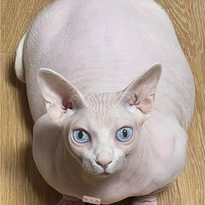 Meet your Posher, Sweetptnuts